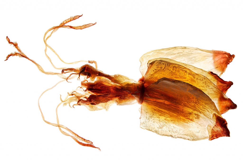 Bundle of dried cuttlefish: From the EDIBLE photography project by Jeff Cords and Wendy Lewis